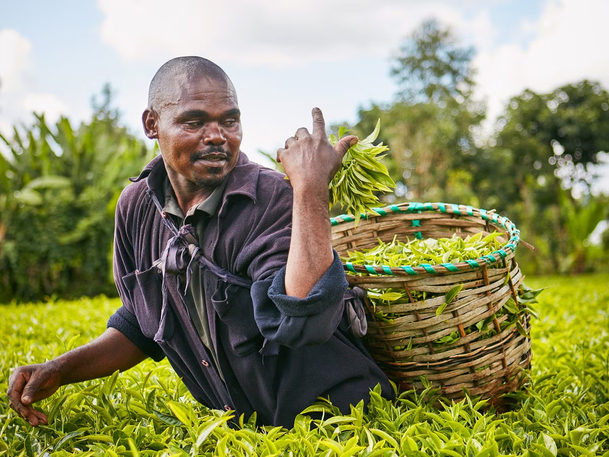 Kenya Is Taxing Its Best Tea to Death