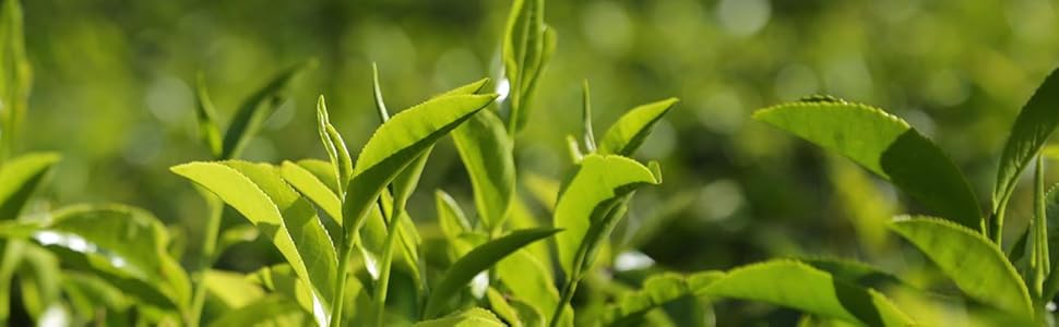 The Tea Industry's Dilemma: When Good News Becomes Bad News